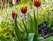 Tulpe