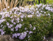 Teppichphlox