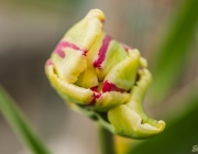 Tulpe