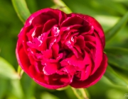 Pfingsrose (Paeonia)