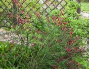 Besenginster (Cytisus scoparius)