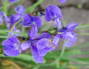 Verschiedenfarbige Schwertlilie (Iris versicolor)