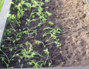 Möhren (Nantaise 2)