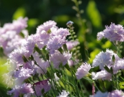 Feder-Nelke (Dianthus plumarius)