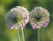Zierlauch (Allium giganteum)