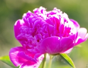 Pfingstrosen (Paeonia)
