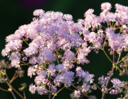 Akeleiblättrige Wiesenraute (Thalictrum aquilegiifolium),