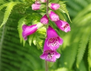 Roter Fingerhut (Digitalis purpurea)