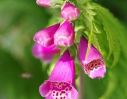 Roter Fingerhut (Digitalis purpurea)
