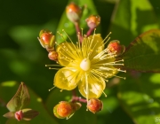 Johanniskraut (Hypericum inodorum 'Magical Red Fame')