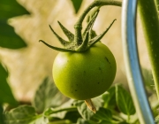 Tomaten