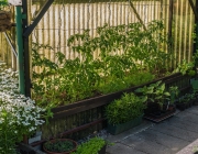 Tomatenzelt