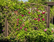 Waldrebe (Clematis)
