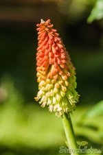 Fackellilie (Kniphofia)