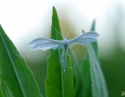 Schlehen-Federgeistchen (Pterophorus pentadactyla)
