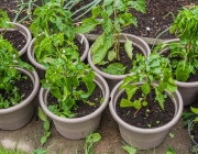 Paprika