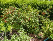 Rote Johannisbeeren