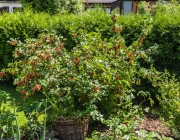 Rote Johannisbeeren