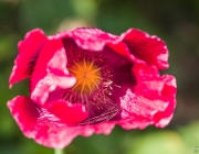 Mohnblüte