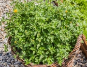 Goldzweizahn (Bidens ferulifolia)
