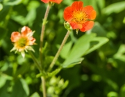 Nelkenwurz (Geum Hybride)