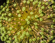 Zierlauch (Allium)