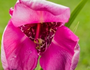 Tigerblume (Tigridia pavonia)