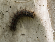 Schwammspinner (Lymantria dispar)