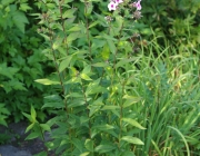 Stauden-Phlox (Phlox paniculata)