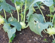 Kohlrabi (Lanro)