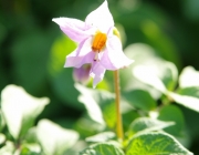 Kartoffelblüte (Romanze)