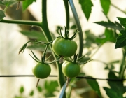 Tomaten