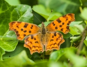 C - Falter (Nymphalis c-album)