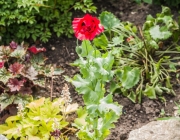 Mohn