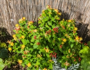Johanniskraut (Hypericum inodorum 'Magical Red Fame')