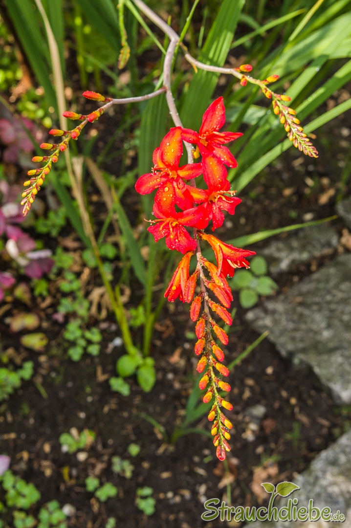 Garten-Montbretie (Crocosmia × crocosmiiflora)