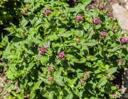 Indianernessel (Monarda didyma)