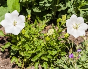 Karpatenglockenblume (Campanula carpatica 'Weiße Clips')
