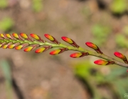 Garten-Montbretie (Crocosmia × crocosmiiflora)