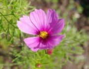 Schmuckkörbchen (Cosmos bipinnatus)