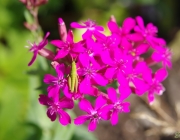 Kleine Goldschrecke (Euthystira brachyptera)