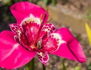 Tigerblumen (Tigridia)