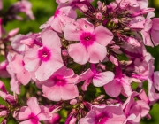 Flammenblume (Phlox paniculata)