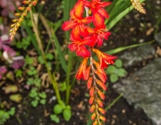 Garten-Montbretie (Crocosmia × crocosmiiflora)