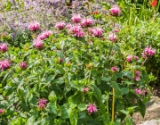 Indianernessel (Monarda didyma)