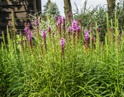 Prachtscharte (Liatris spicata)