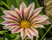 Gazanie (Gazania)