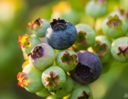 Kulturheidelbeeren