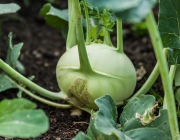 Kohlrabi