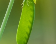 Erbse (Pisum sativum)